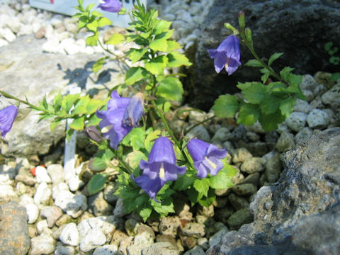 Adenophora coronopifolia