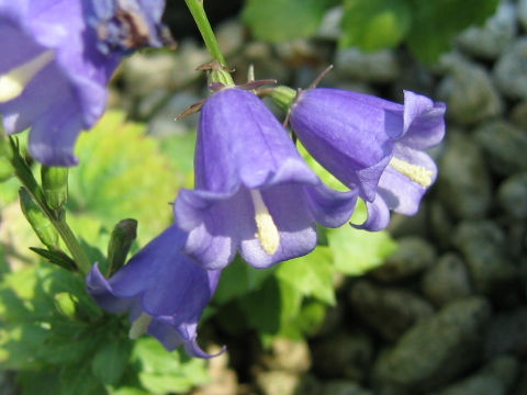 Adenophora coronopifolia