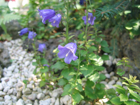 Adenophora coronopifolia