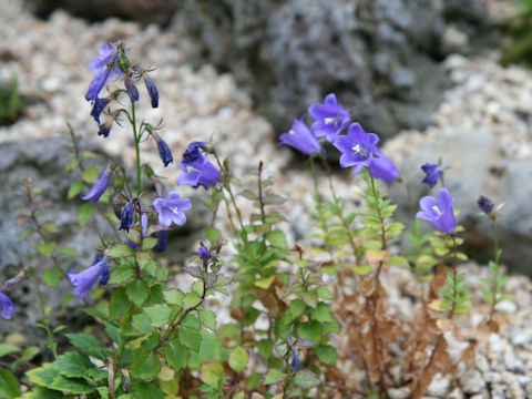 Adenophora coronopifolia