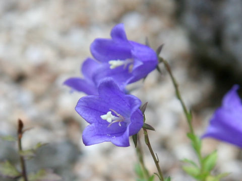 Adenophora coronopifolia