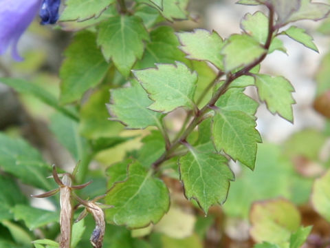 Adenophora coronopifolia