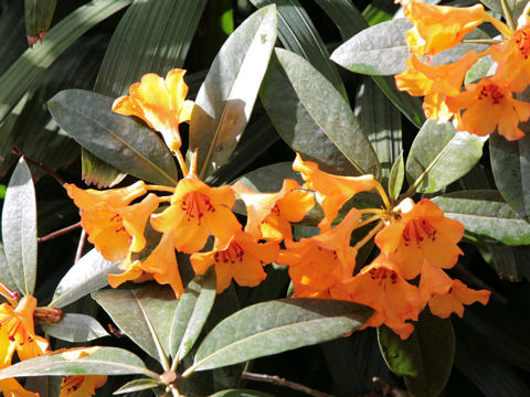 Rhododendron vireya cv.