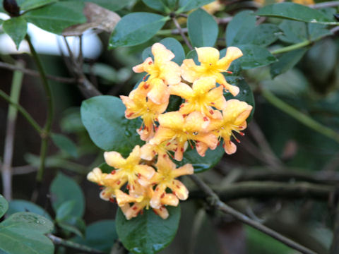 Rhododendron vireya cv.