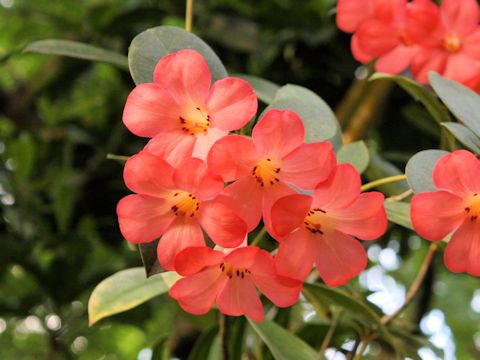 Rhododendron vireya cv.