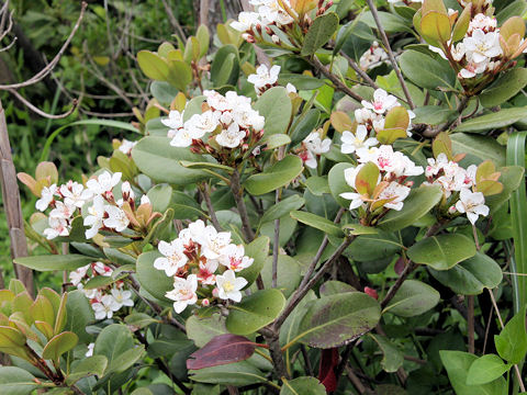 Raphiolepis indica var. umbellata f. integerrima