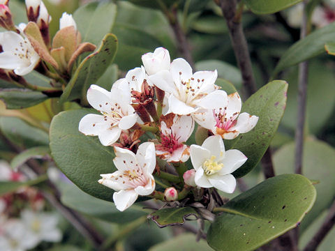 Raphiolepis indica var. umbellata f. integerrima