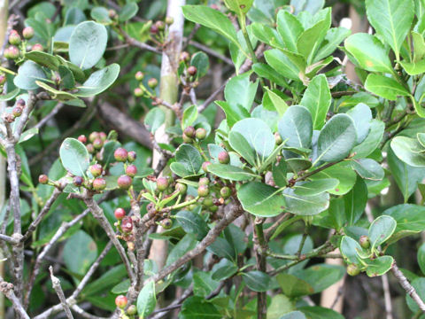 Raphiolepis indica var. umbellata f. integerrima