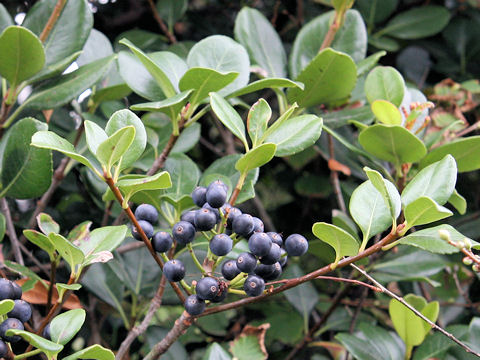 Raphiolepis indica var. umbellata f. integerrima