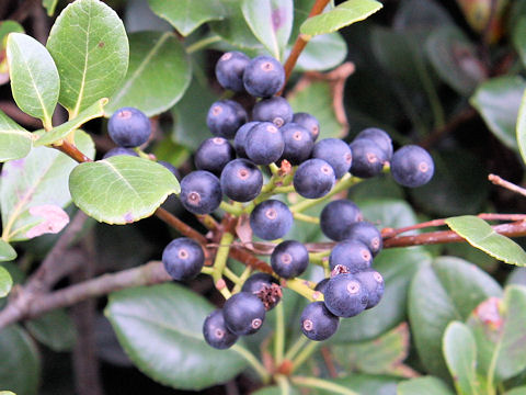 Raphiolepis indica var. umbellata f. integerrima