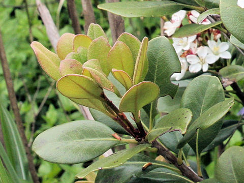 Raphiolepis indica var. umbellata f. integerrima