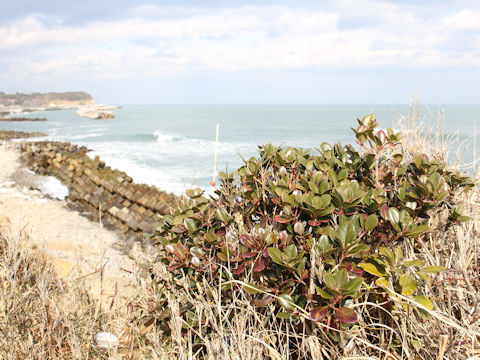 Raphiolepis indica var. umbellata f. integerrima