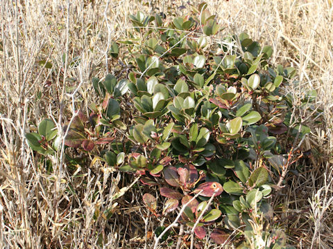 Raphiolepis indica var. umbellata f. integerrima