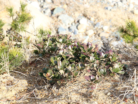 Raphiolepis indica var. umbellata f. integerrima