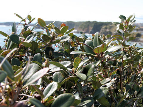 Raphiolepis indica var. umbellata f. integerrima