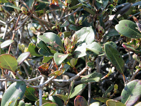 Raphiolepis indica var. umbellata f. integerrima