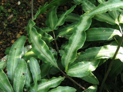 Pteris nipponica