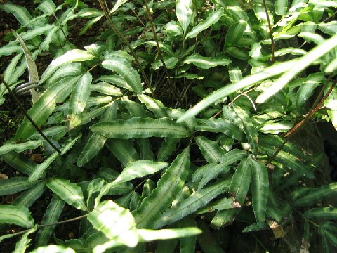 Pteris nipponica