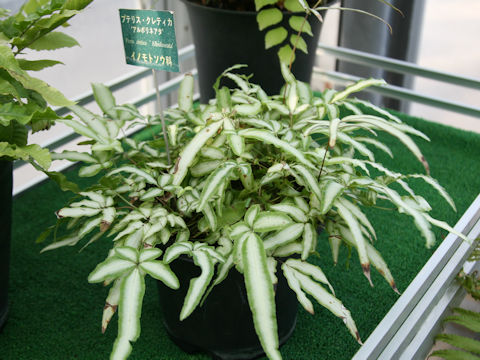 Pteris nipponica