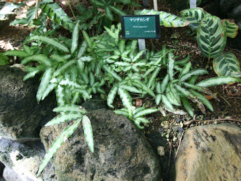 Pteris nipponica