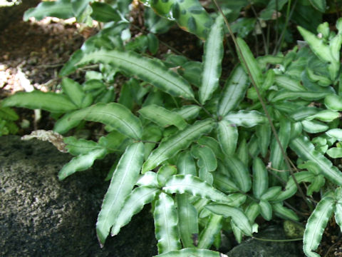 Pteris nipponica