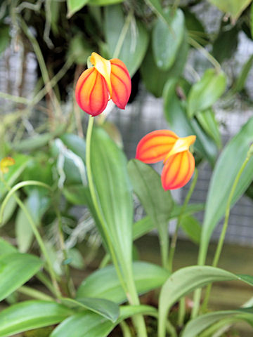 Masdevallia ignea