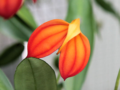 Masdevallia ignea