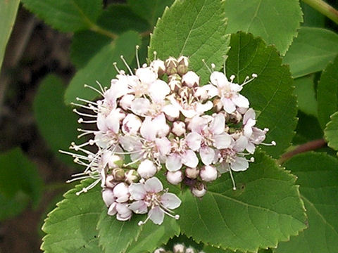 Spiraea betulifolia