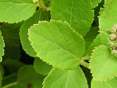 Spiraea betulifolia