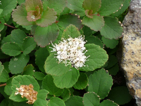 Spiraea betulifolia