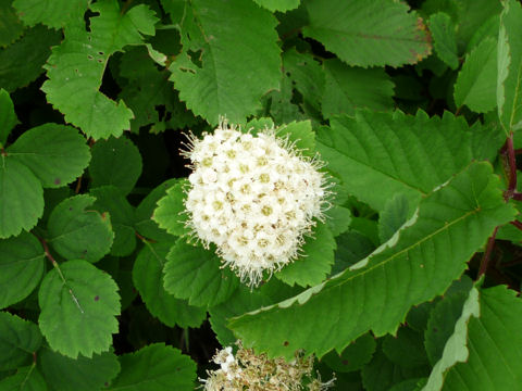 Spiraea betulifolia