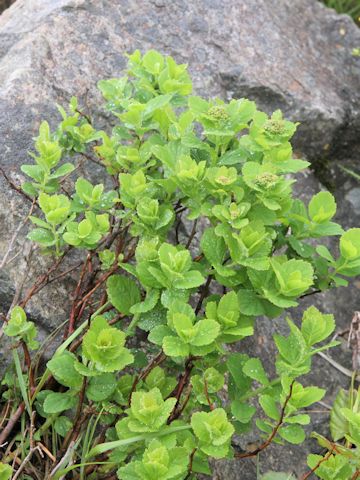 Spiraea betulifolia