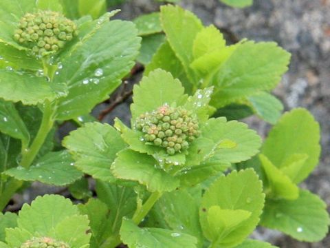 Spiraea betulifolia