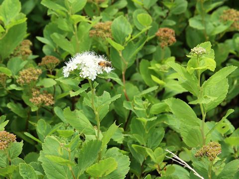 Spiraea betulifolia