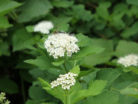 Spiraea betulifolia