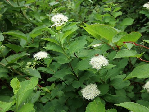 Spiraea betulifolia