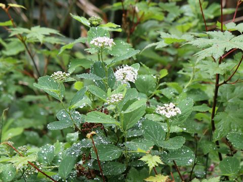 Spiraea betulifolia