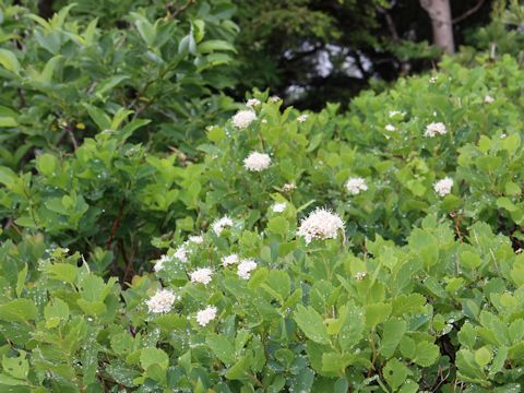 Spiraea betulifolia