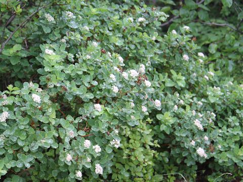 Spiraea betulifolia