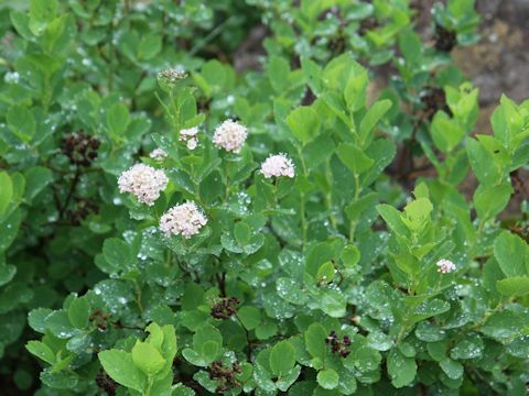 Spiraea betulifolia