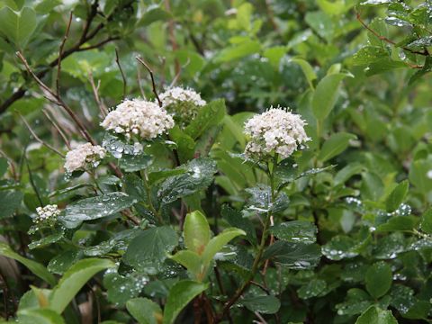 Spiraea betulifolia