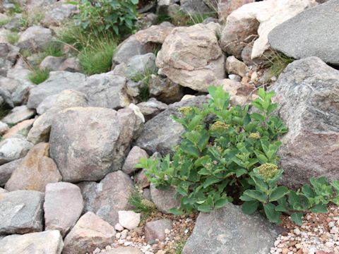 Spiraea betulifolia