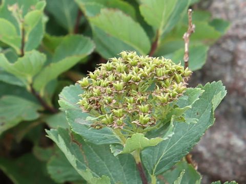 Spiraea betulifolia