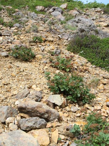 Spiraea betulifolia