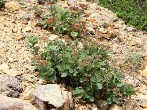 Spiraea betulifolia