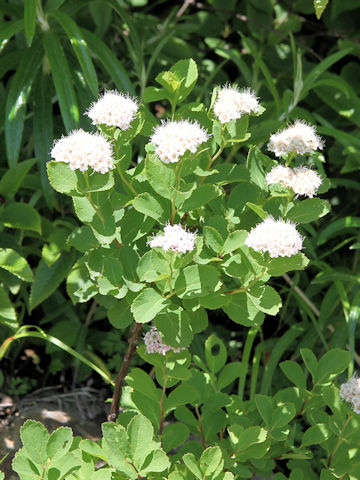 Spiraea betulifolia