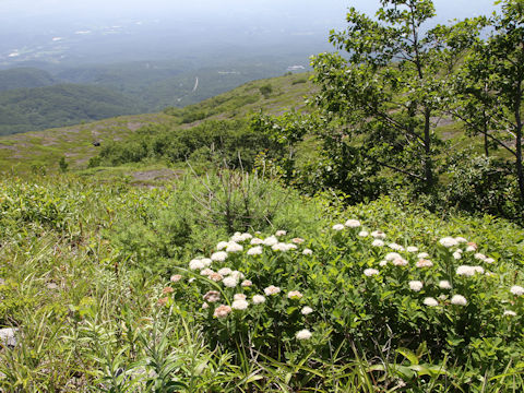 Spiraea betulifolia