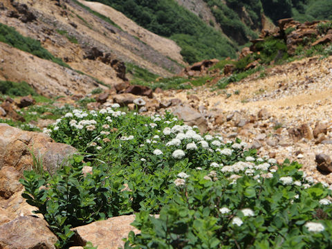 Spiraea betulifolia