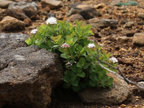 Spiraea betulifolia