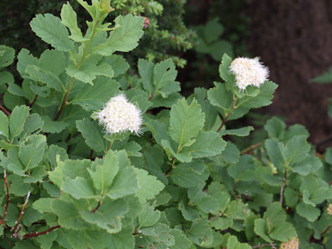 Spiraea betulifolia